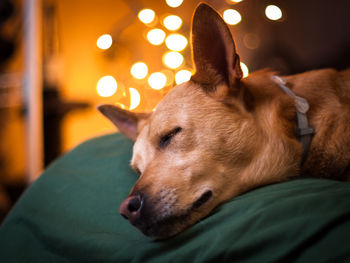 Close-up of dog relaxing on bed at home