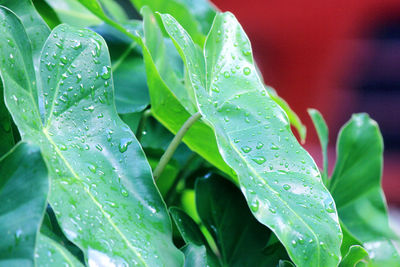 Close-up of raindrops on leaves