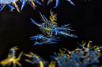 Close-up of blue jellyfish