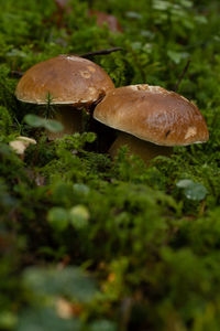 Close-up of mushroom growing on field