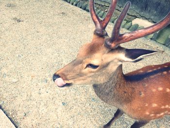 Close-up of deer