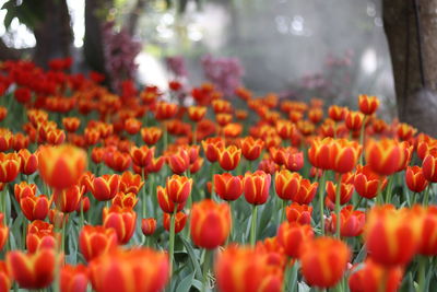 Close-up of orange tulips