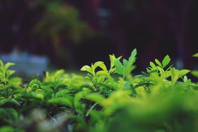 Close-up of green leaves on field