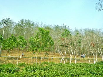 Scenic view of grassy field against clear sky