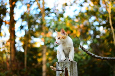 Cat sitting on wood against trees