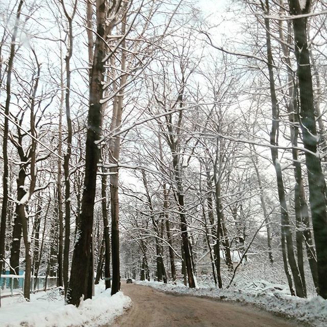 tree, snow, winter, cold temperature, bare tree, tree trunk, the way forward, tranquility, tranquil scene, season, nature, forest, branch, weather, landscape, beauty in nature, scenics, woodland, road, diminishing perspective