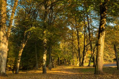 Trees in sunlight