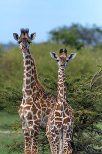 Close-up of giraffe