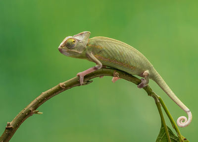 Close-up of lizard