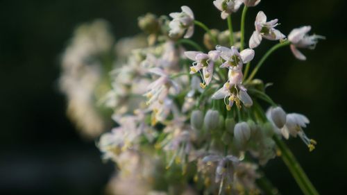 Close-up of white flowering plant