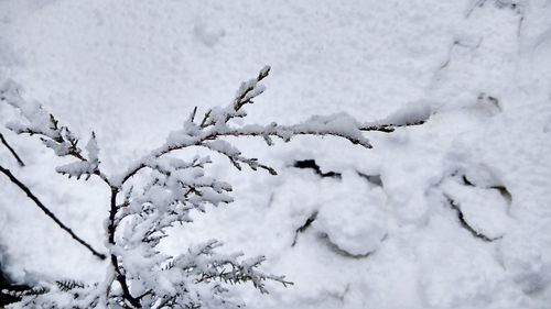 Close-up of snow covered tree on field