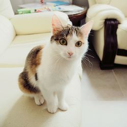 Close-up portrait of a cat