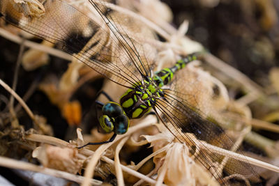 Close-up of butterfly