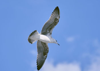 Low angle view of seagull flying