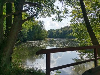 Scenic view of lake in forest