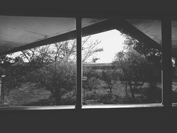 Close-up of tree against sky seen through window