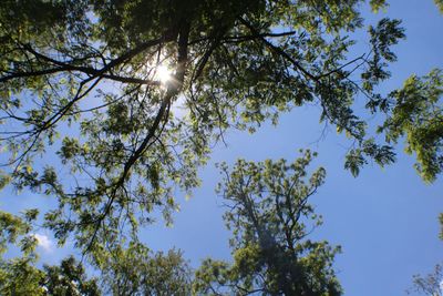 Low angle view of trees against sky