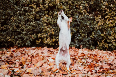 Beautiful black labrador sitting outdoors on brown leaves background, wearing a grey scarf. autumn 