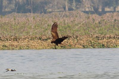 Bird flying over lake