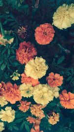 Close-up of flowers blooming outdoors