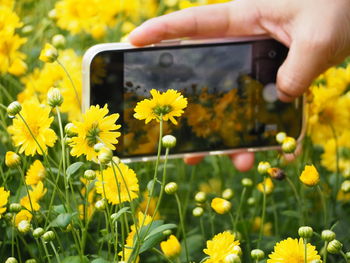 Close-up of hand holding yellow flowering plant