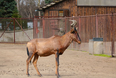 Horse standing in stable