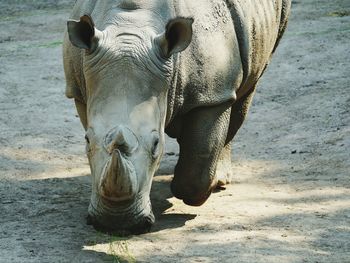 Portrait of elephant