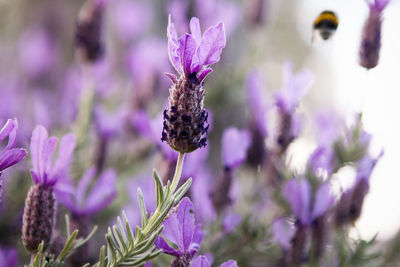 Close-up of insect on purple flowering plant