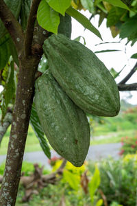 Close-up of fruit on tree