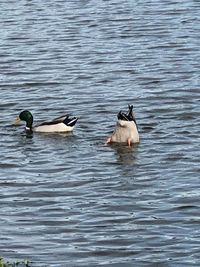 Ducks swimming in lake