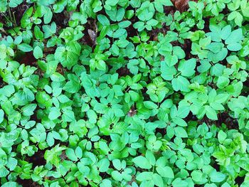 Full frame shot of ivy growing on tree