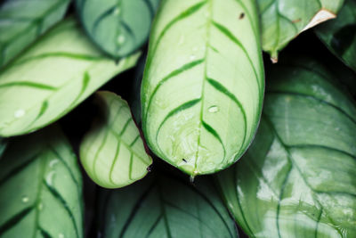 Close-up of wet green leaves