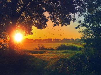 Scenic view of field against sky at sunset