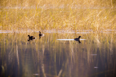 Ducks swimming in lake
