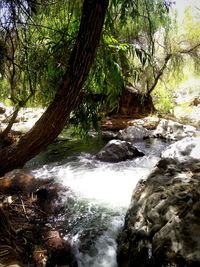 River flowing through rocks in forest