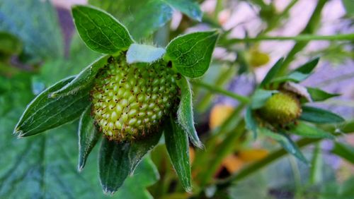 Close-up of strawberries
