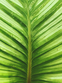 leaf