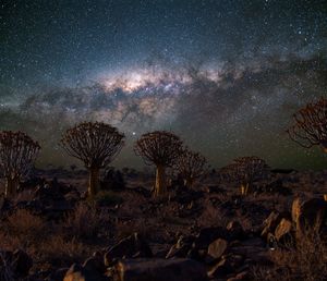 Scenic view of  quiver trees under the milky way 