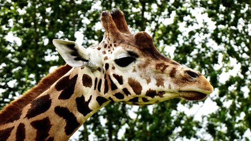 Close-up of a giraffe