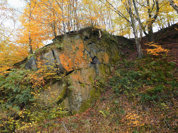 Trees growing in forest during autumn