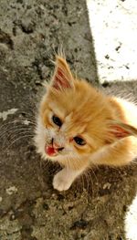 Foster kitten screaming