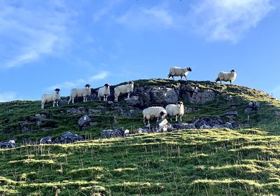 View of sheep on field