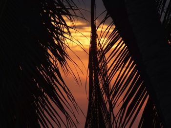 Palm leaf against sky during sunset
