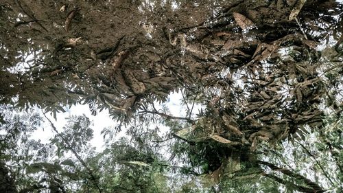 Low angle view of tree against plants