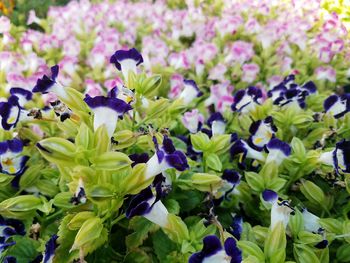 Close-up of purple flowering plants