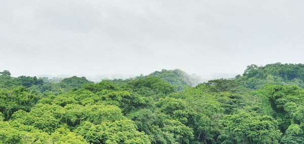 Scenic view of forest against sky