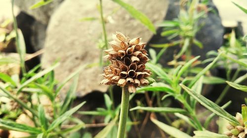 Close-up of wilted plant on field