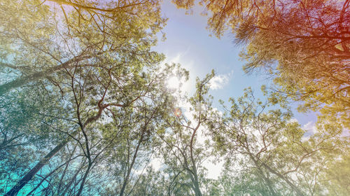 Low angle view of trees in forest against sky