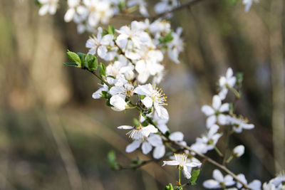 Close-up of white flowers blooming on tree