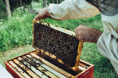 Close-up of bee on hand holding leaf